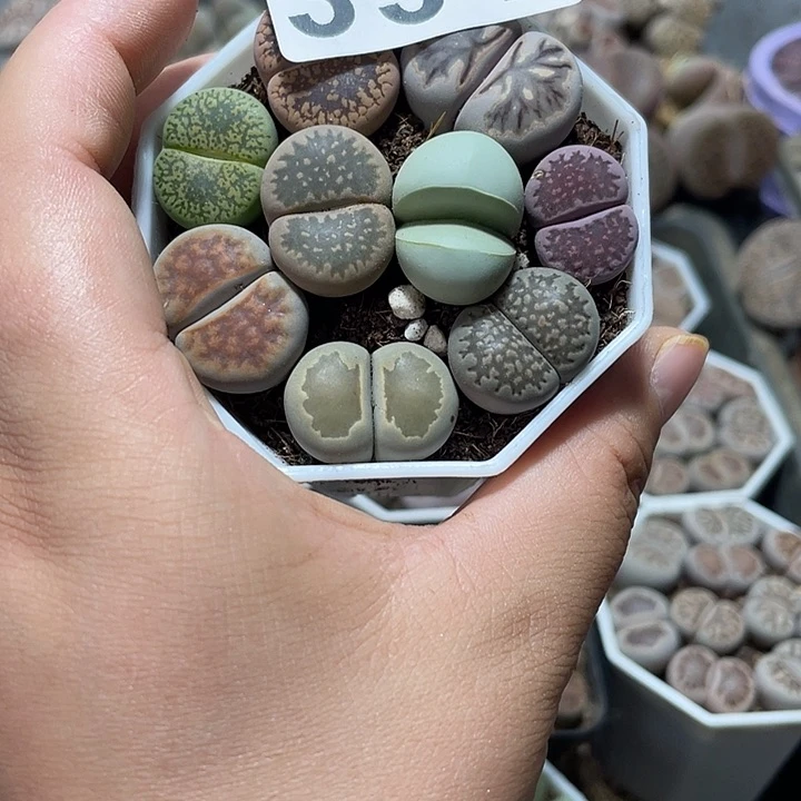 完全开放糖*生石花331