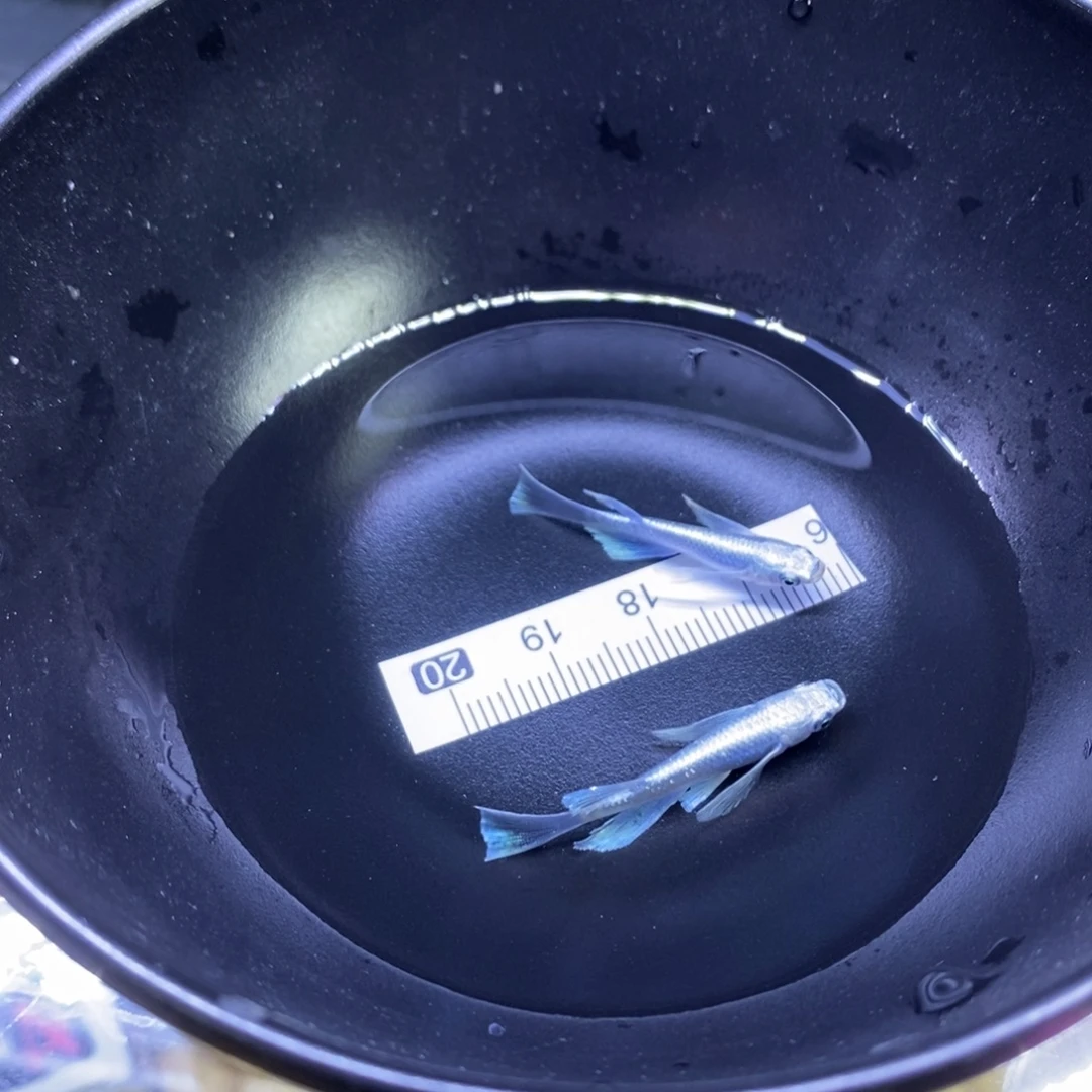 青鳉鱼天使天使21号