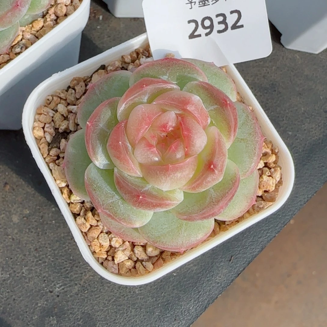 30系列，2932多肉植物