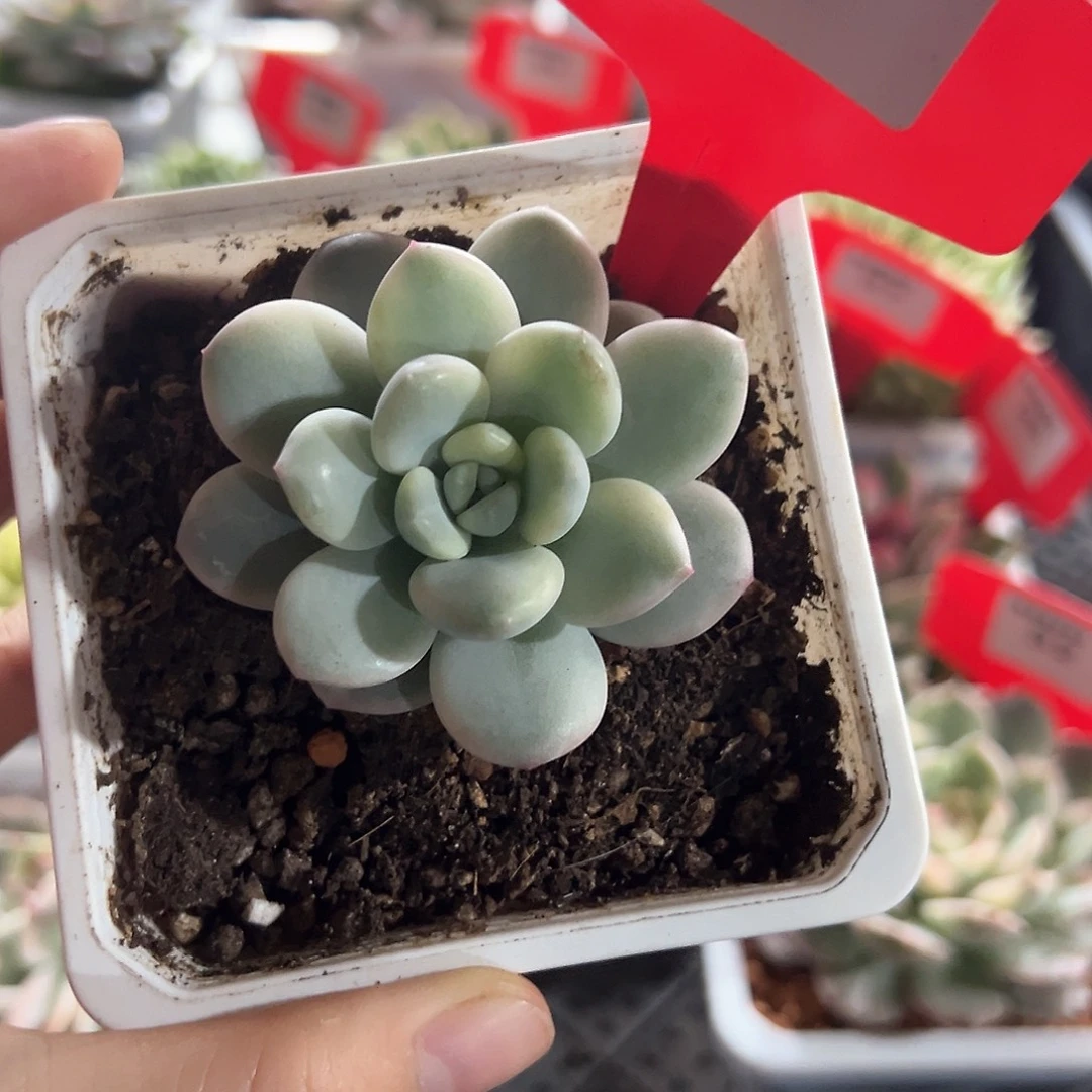 31白马香水锦多肉植物