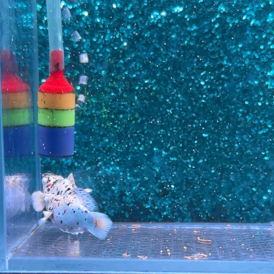 黑玛丽鱼645号玛丽2条
