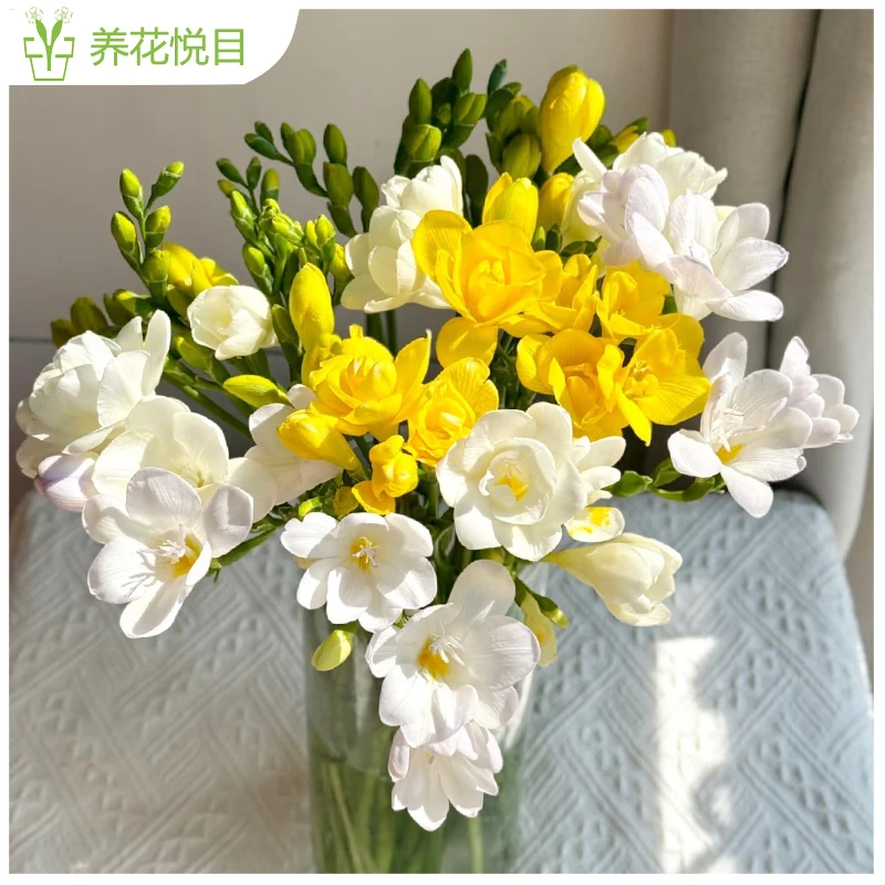 【养花悦目】【香雪兰】带苞发货花语是纯洁、美丽、幸福美满、友谊深厚。