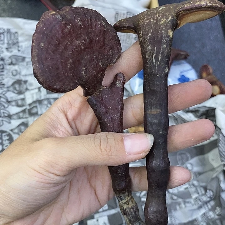 红***子海外陶瓷茶具日化