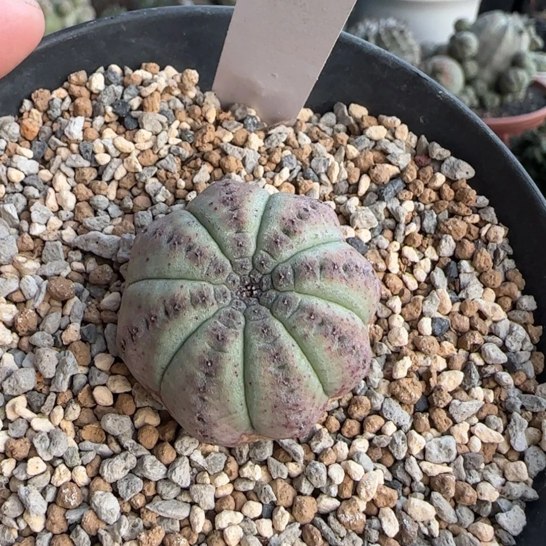 403脱土发 白肌神玉