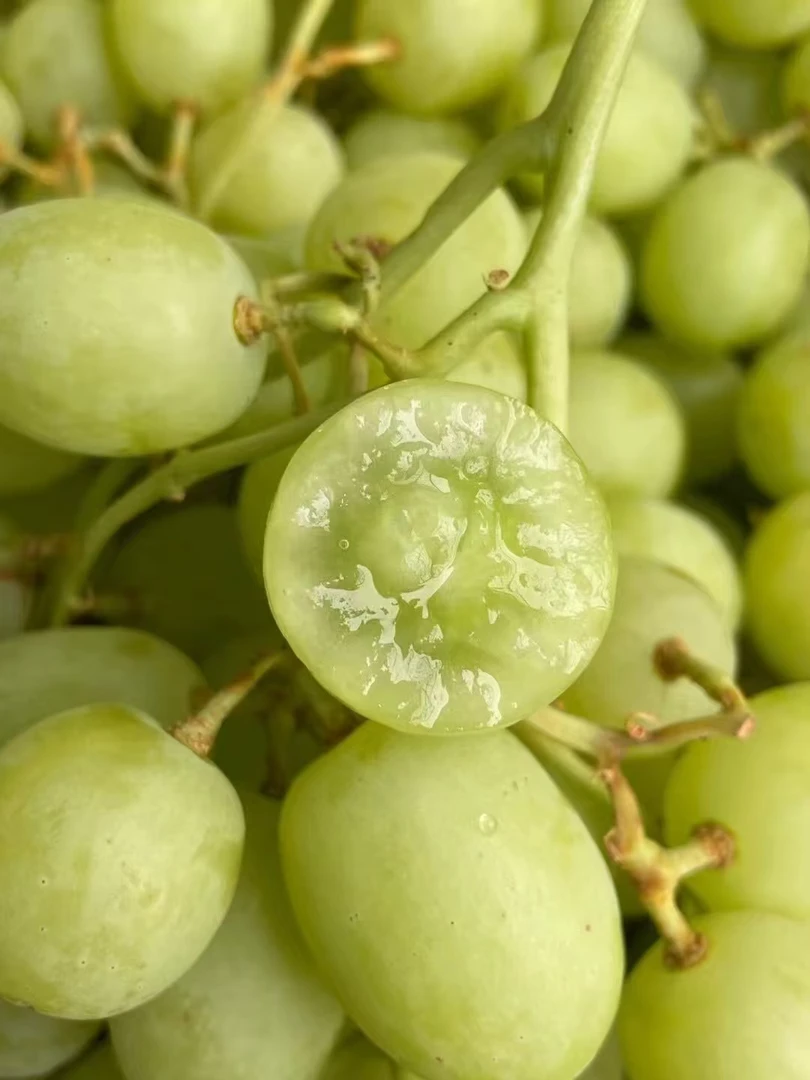 【杆蔫吧】澳洲甜地球青提净重3斤