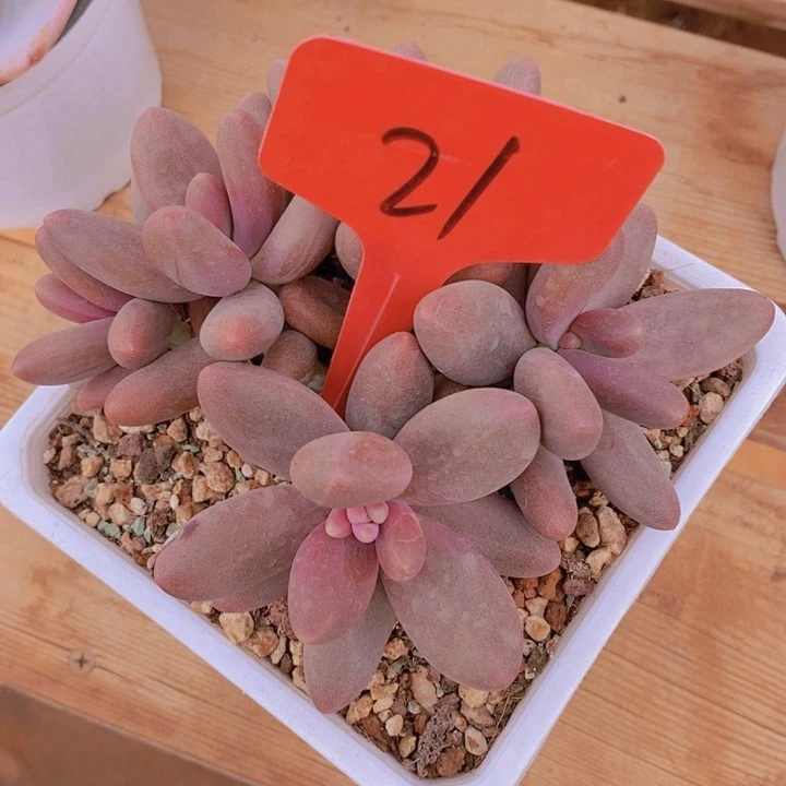 这个我是真心爱啊