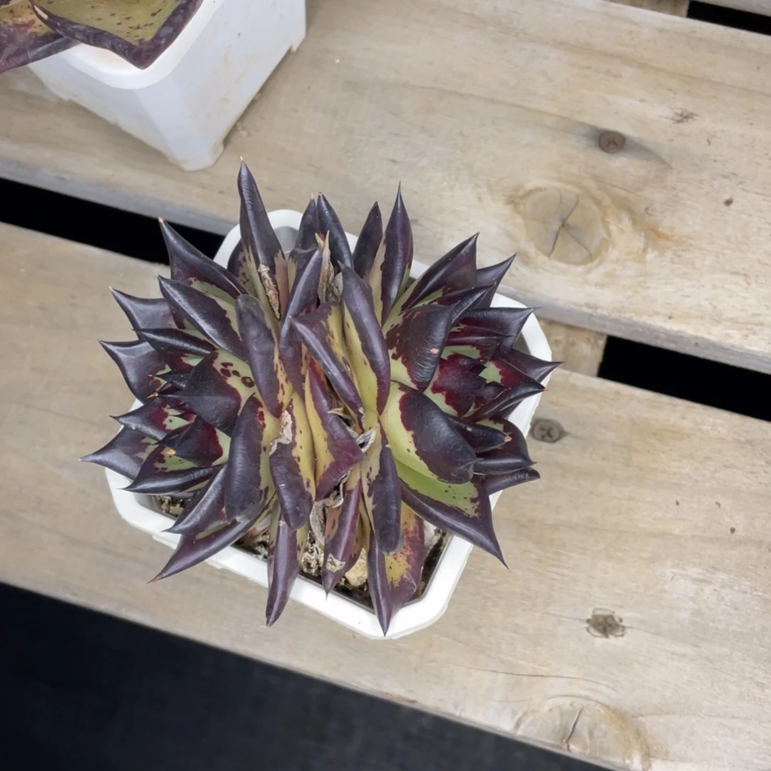 十*三多肉植物，山人