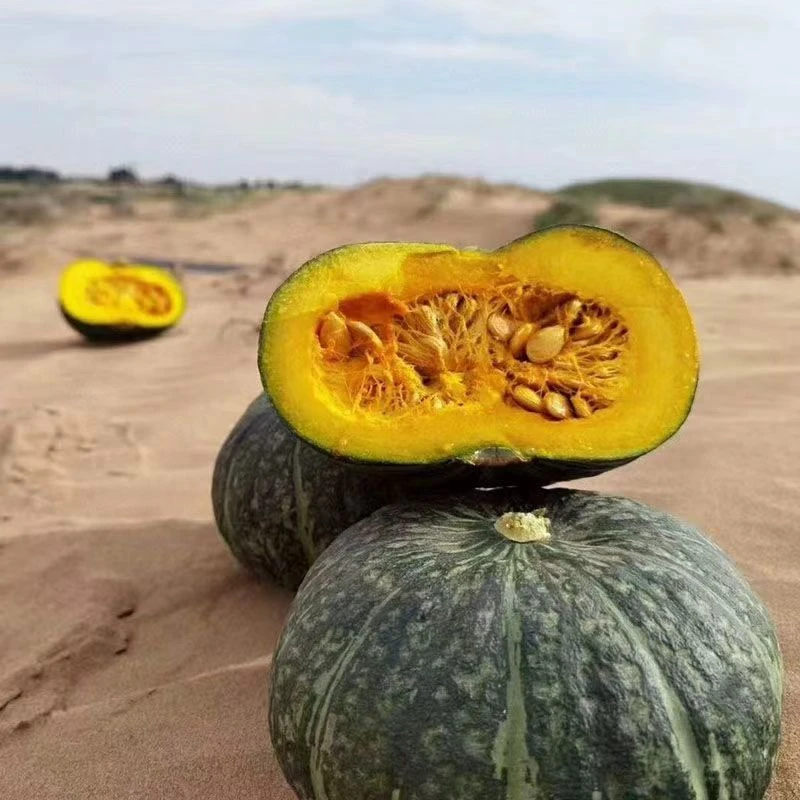 东北小园黑土地种植窝瓜