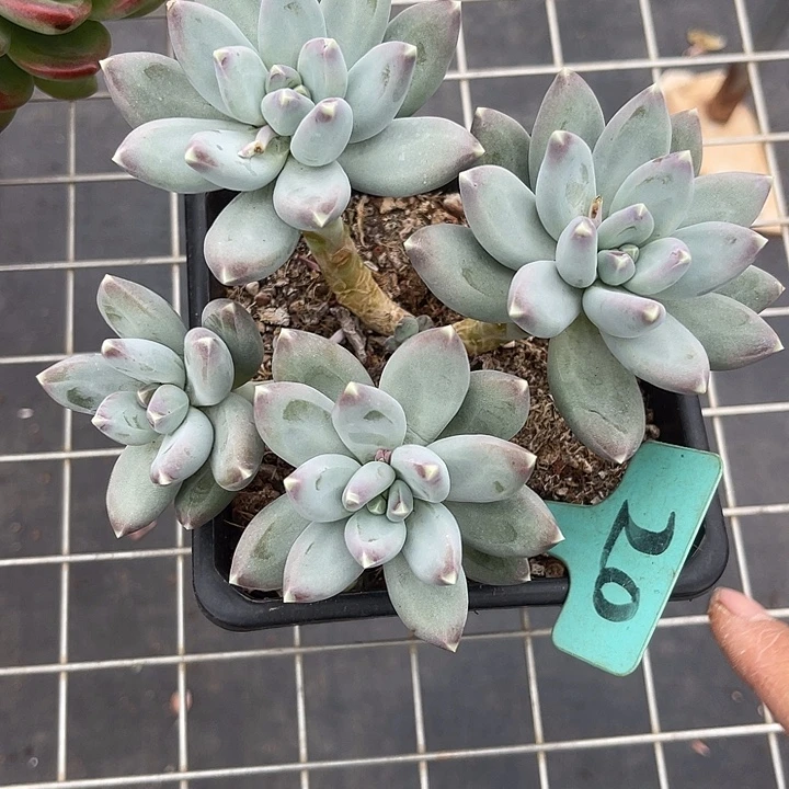 佩***吖两单包邮，一物一拍20