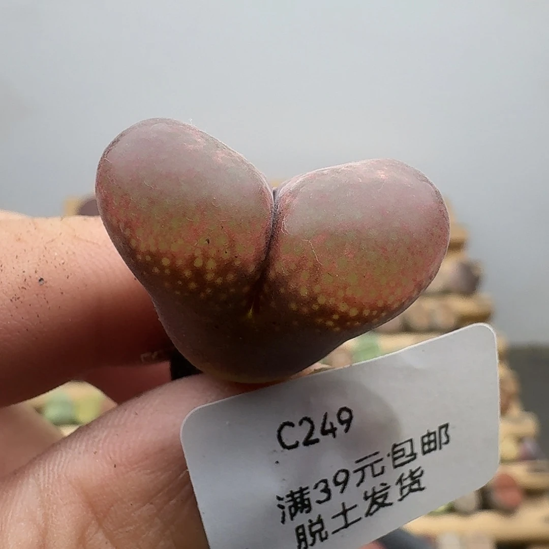 249多肉哈哈哈哈哈哈哈哈