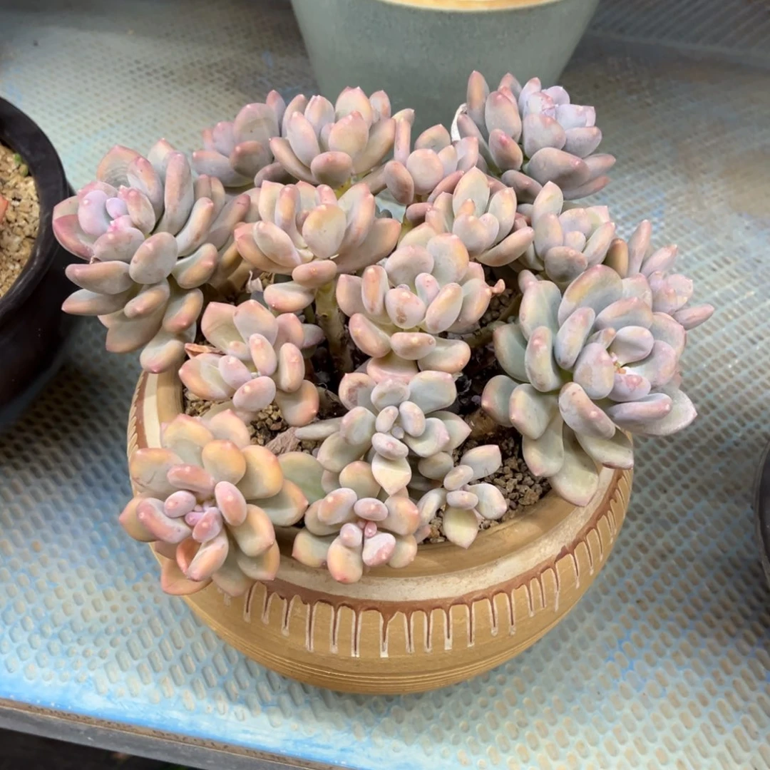 咖啡美人带盆物流费自理