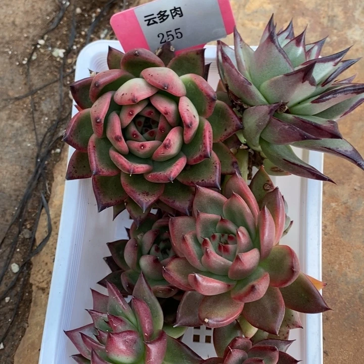 鸿***作D255- 直播福利 框拍芽