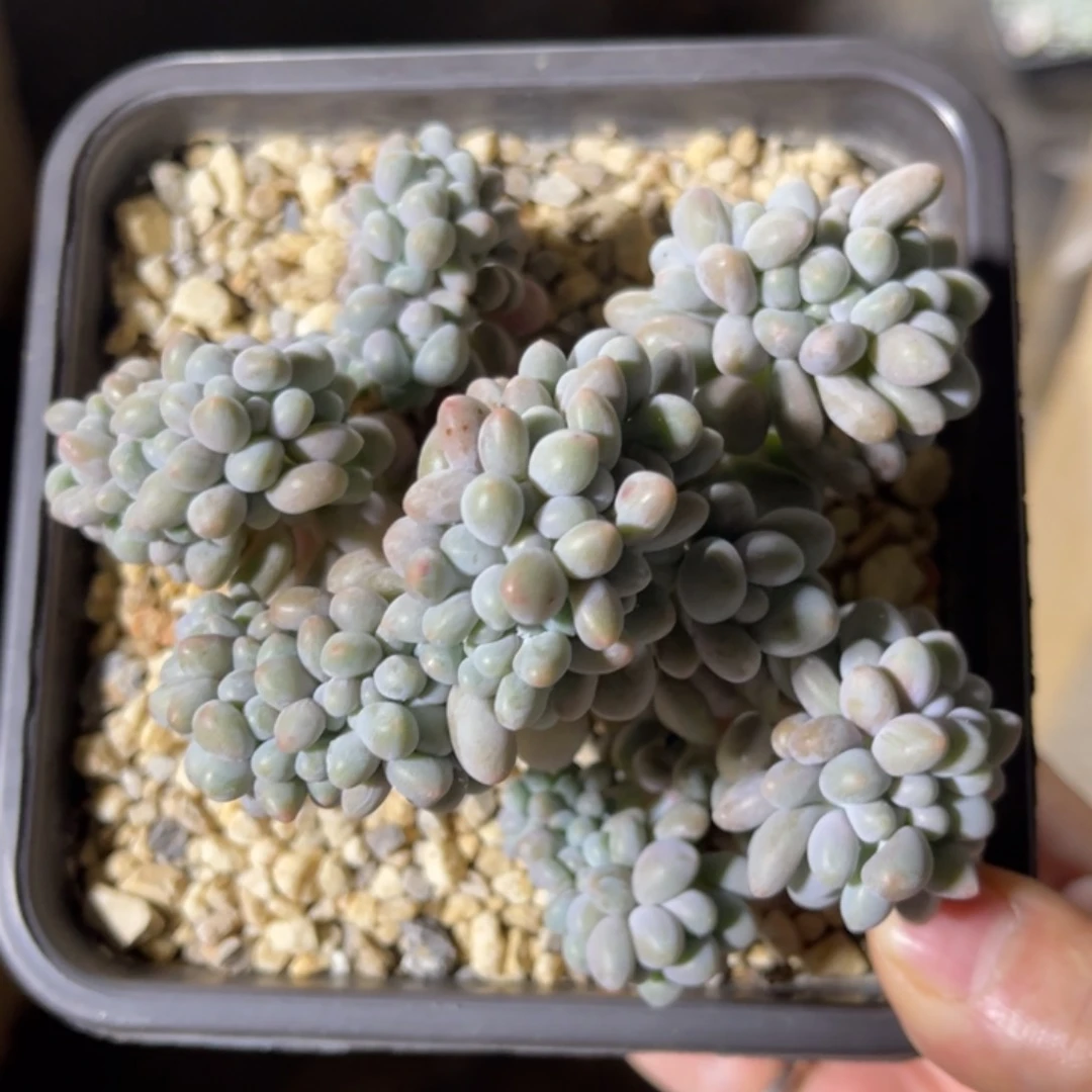 汤圆缀 一物一拍不支持退换