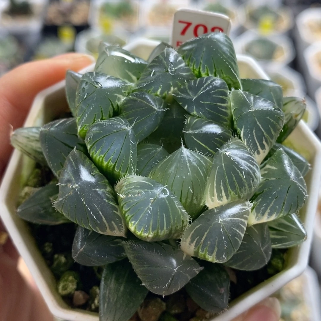 黄***笑不开花植物708赤线
