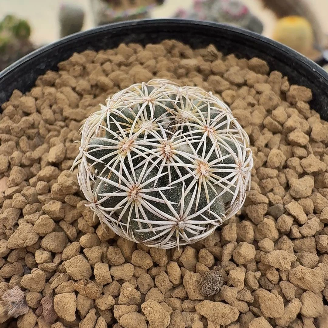 实生红廉玉脱土发货