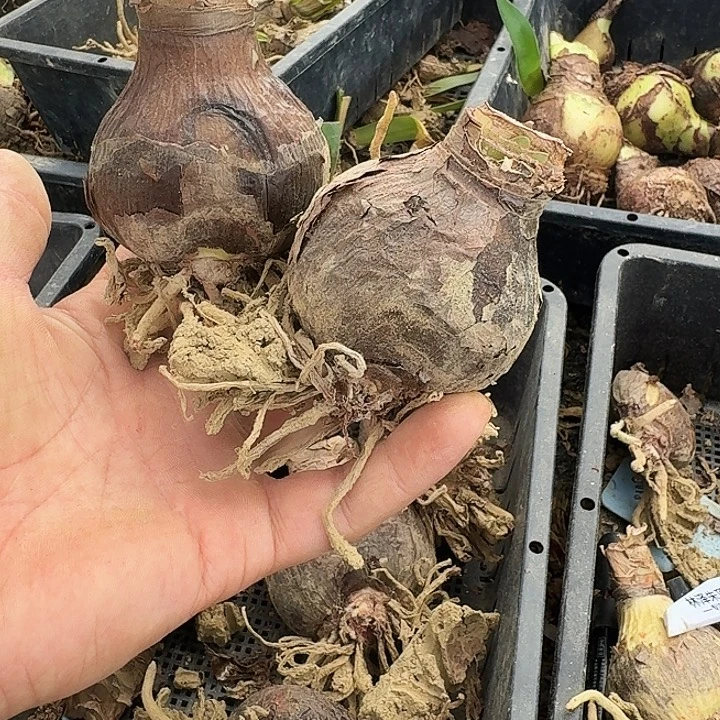 紫纹朱顶红一棵5.0