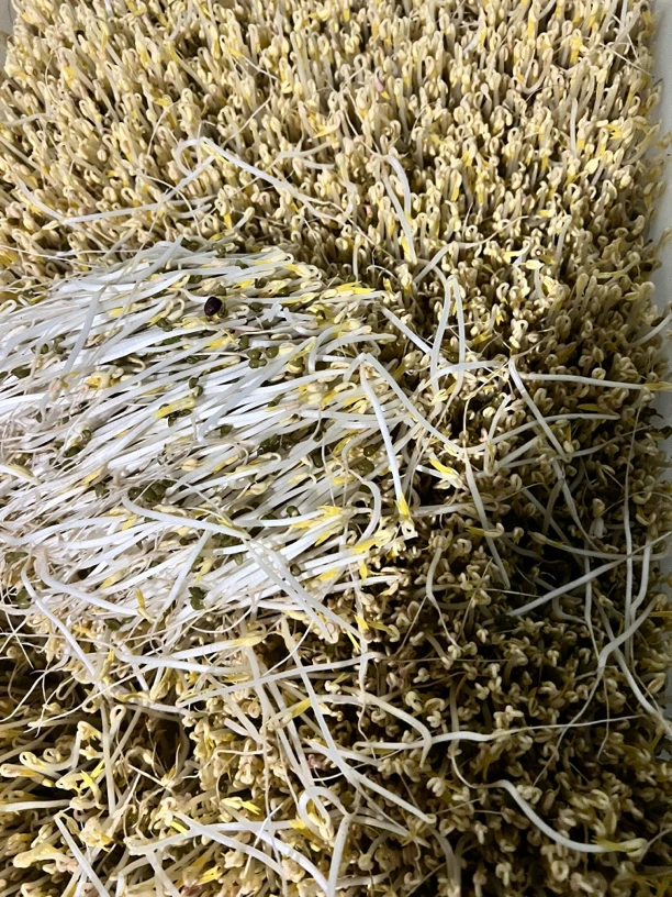 贵州高山有机绿豆芽