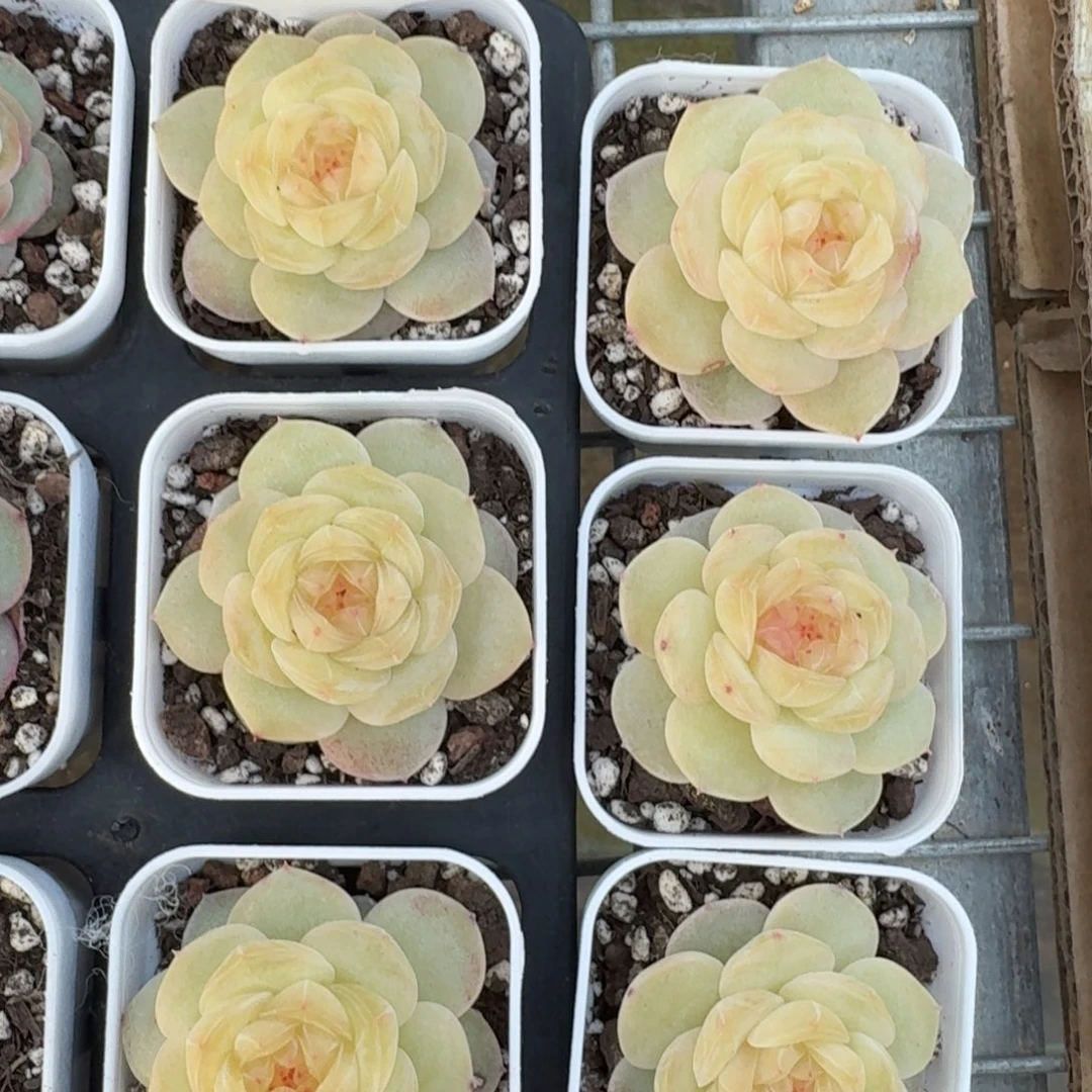 0101-01-芳草十九一颗量拍