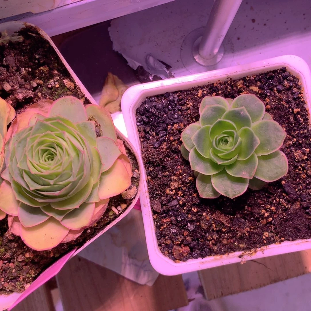 我*尹一物一拍组合福利999