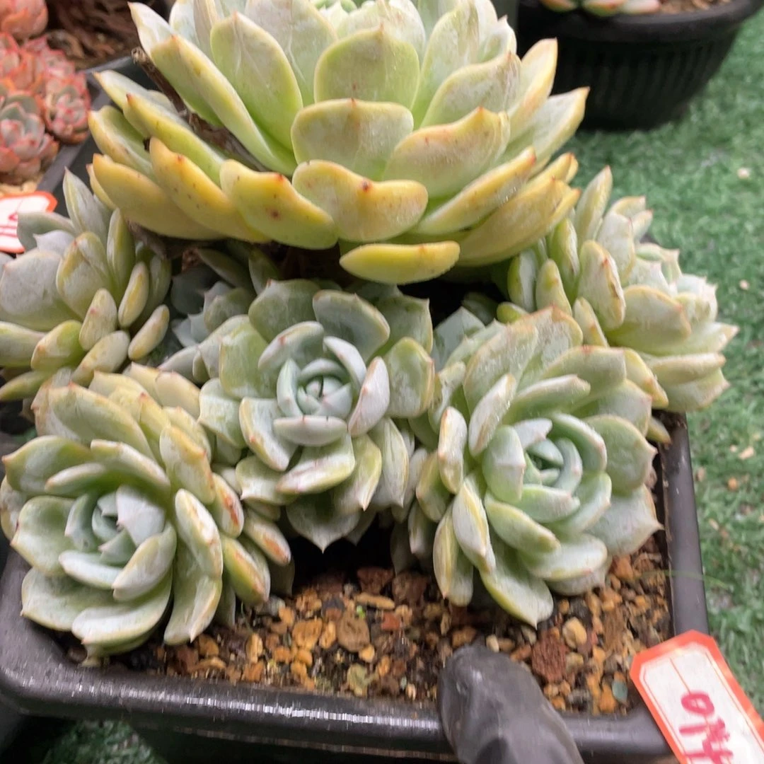 014 一物一拍28包邮非偏远