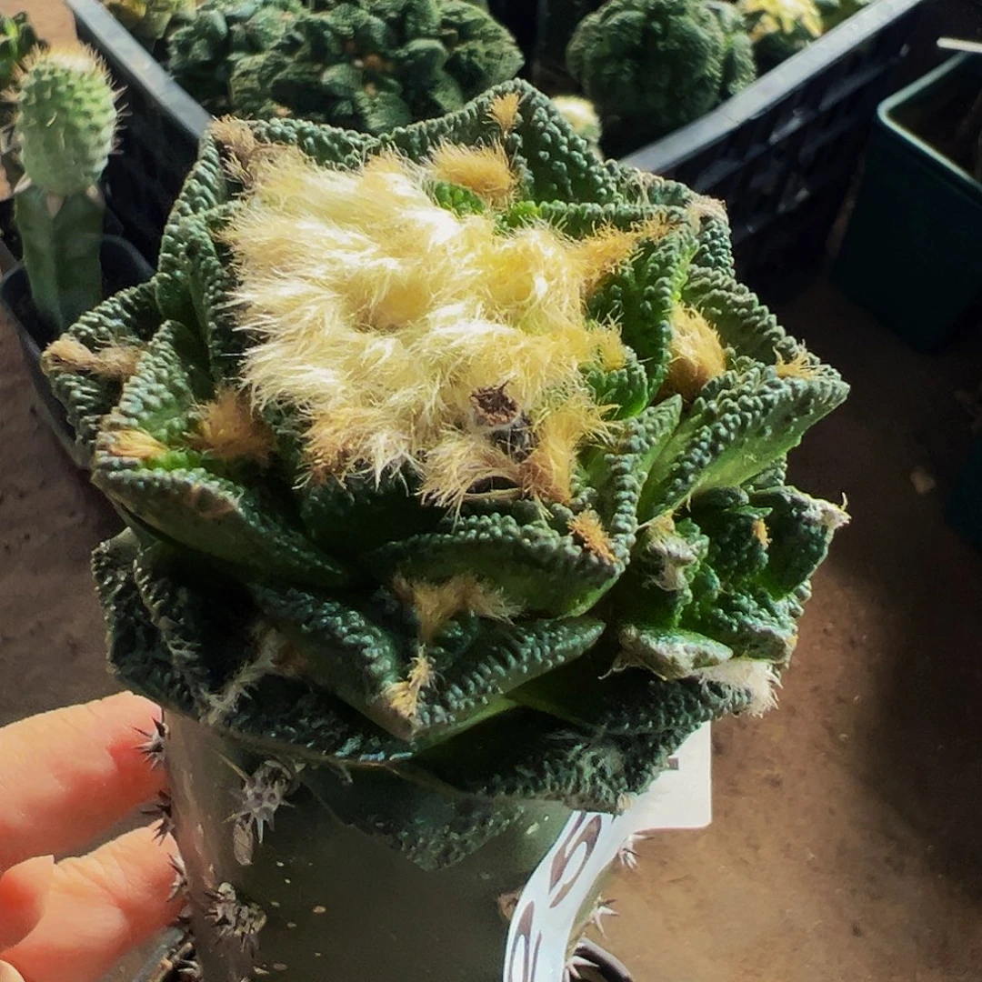 无花朵福利辛顿牡丹252