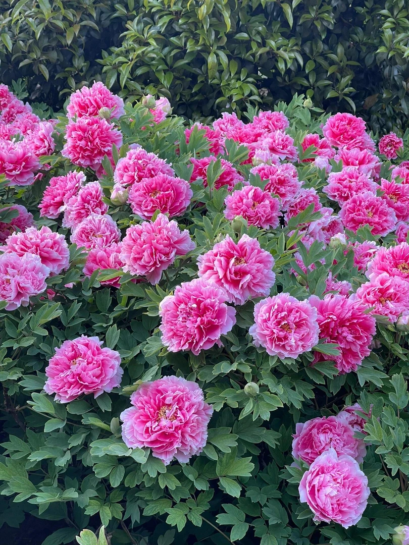 【珊瑚台】粉色千层大花 易成活 开花机器 山东菏泽基地 送肥