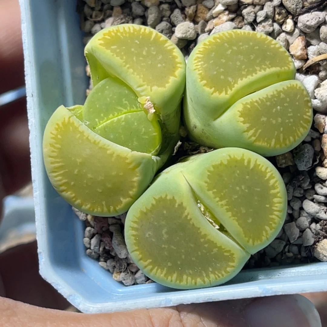 7962群生3头绿光阳岛田