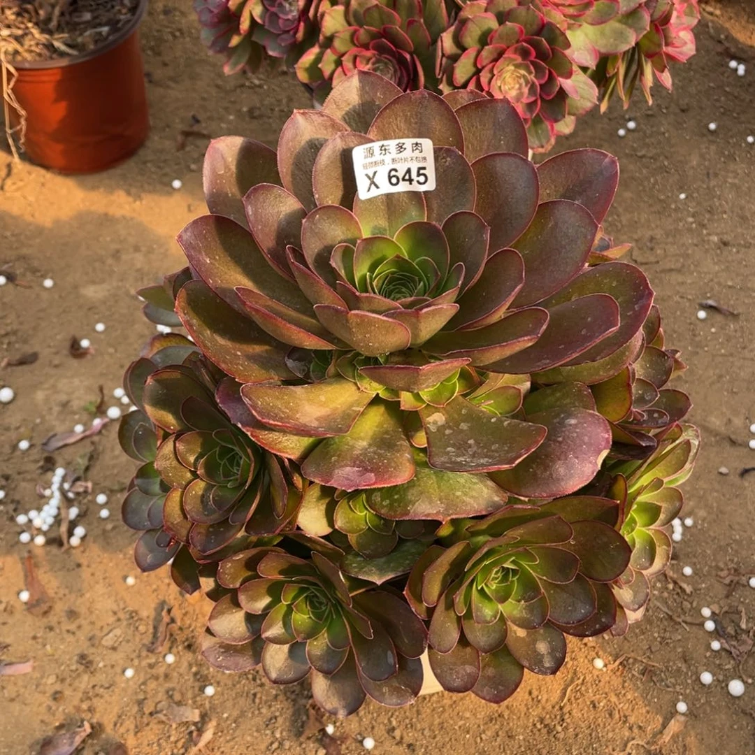 魅金玫瑰多肉法师断枝不包