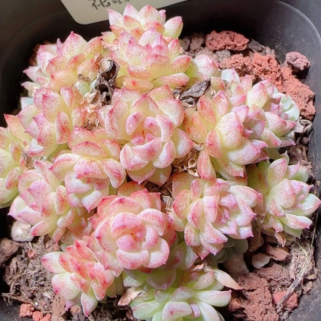 花语逸镜1028-145麦秆散