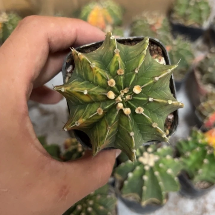 当前无花栽培后可以开花