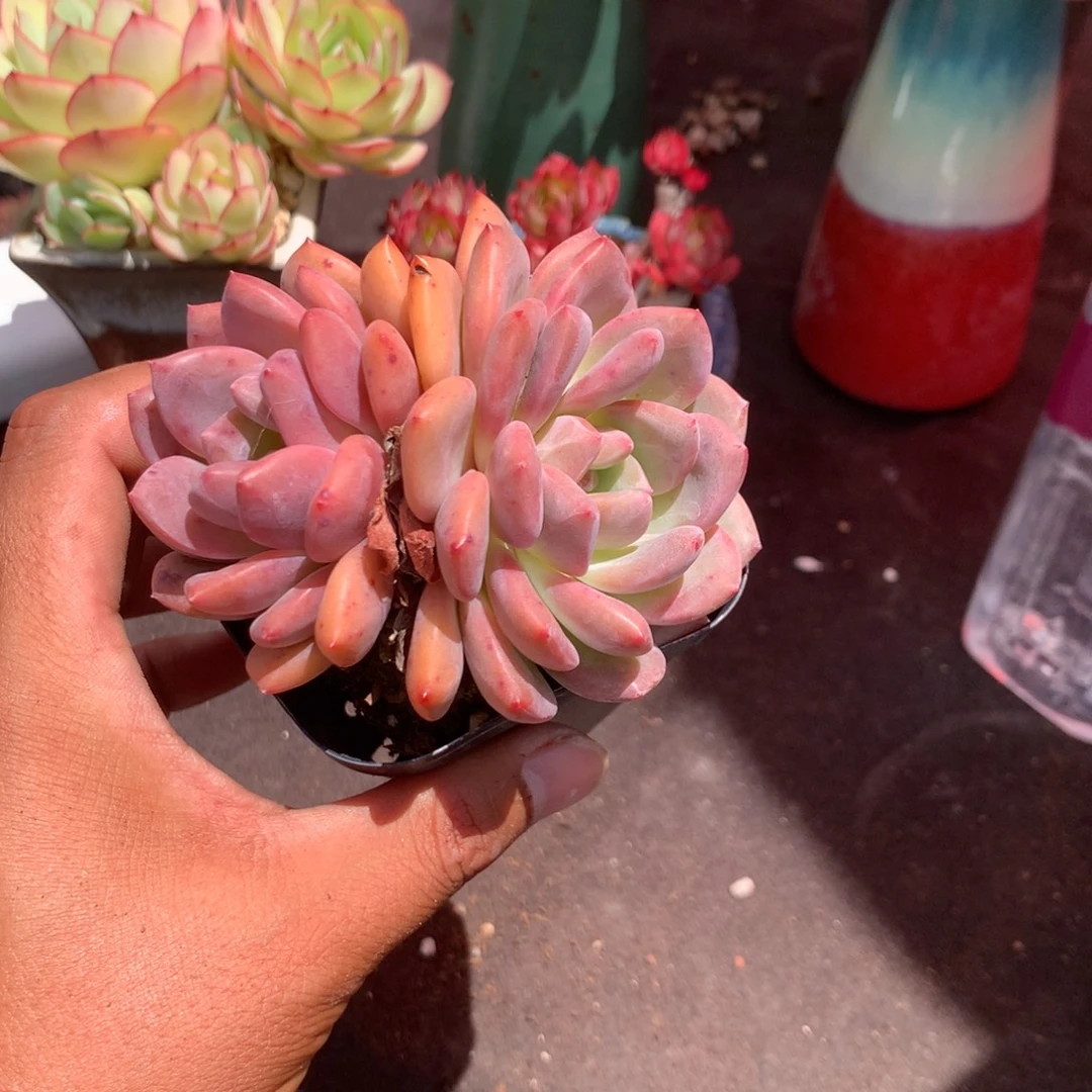 我们的产品也越来越难做到