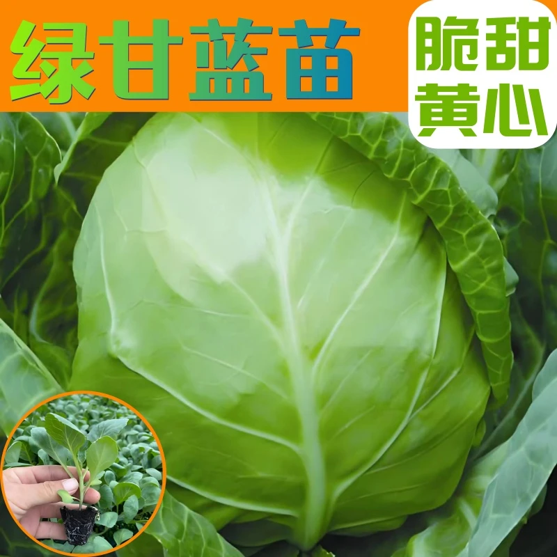 包心菜甘蓝种苗阳台庭院大田春秋种植绿甘蓝苗秧紫甘蓝苗大头菜苗