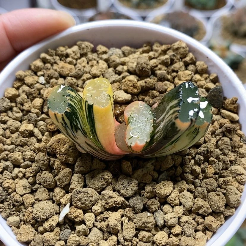 【闪购商品】47北斋玉扇锦