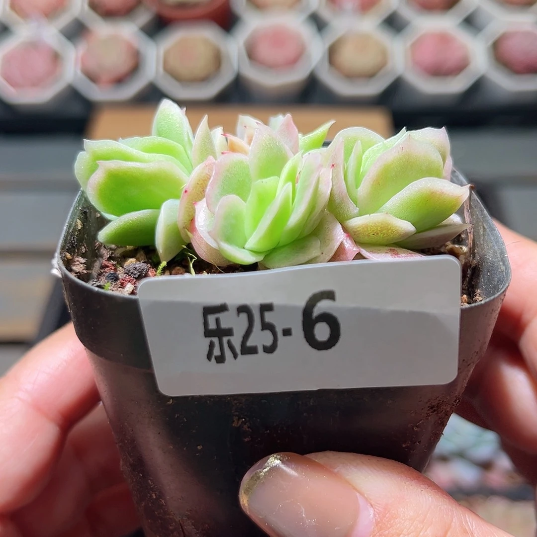 乐25-6 冰玫瑰群