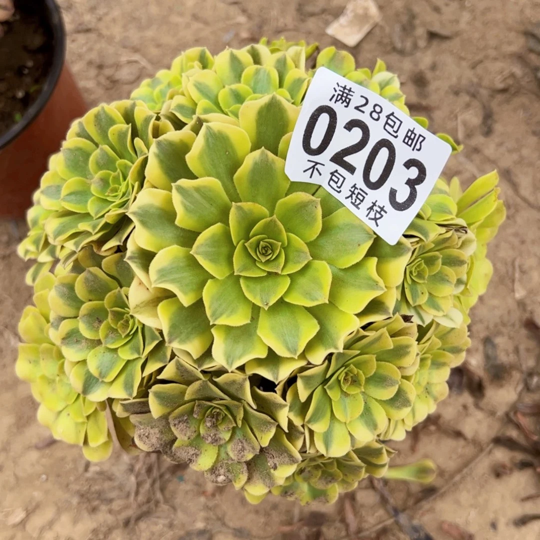 绿美杜莎多肉植物0203