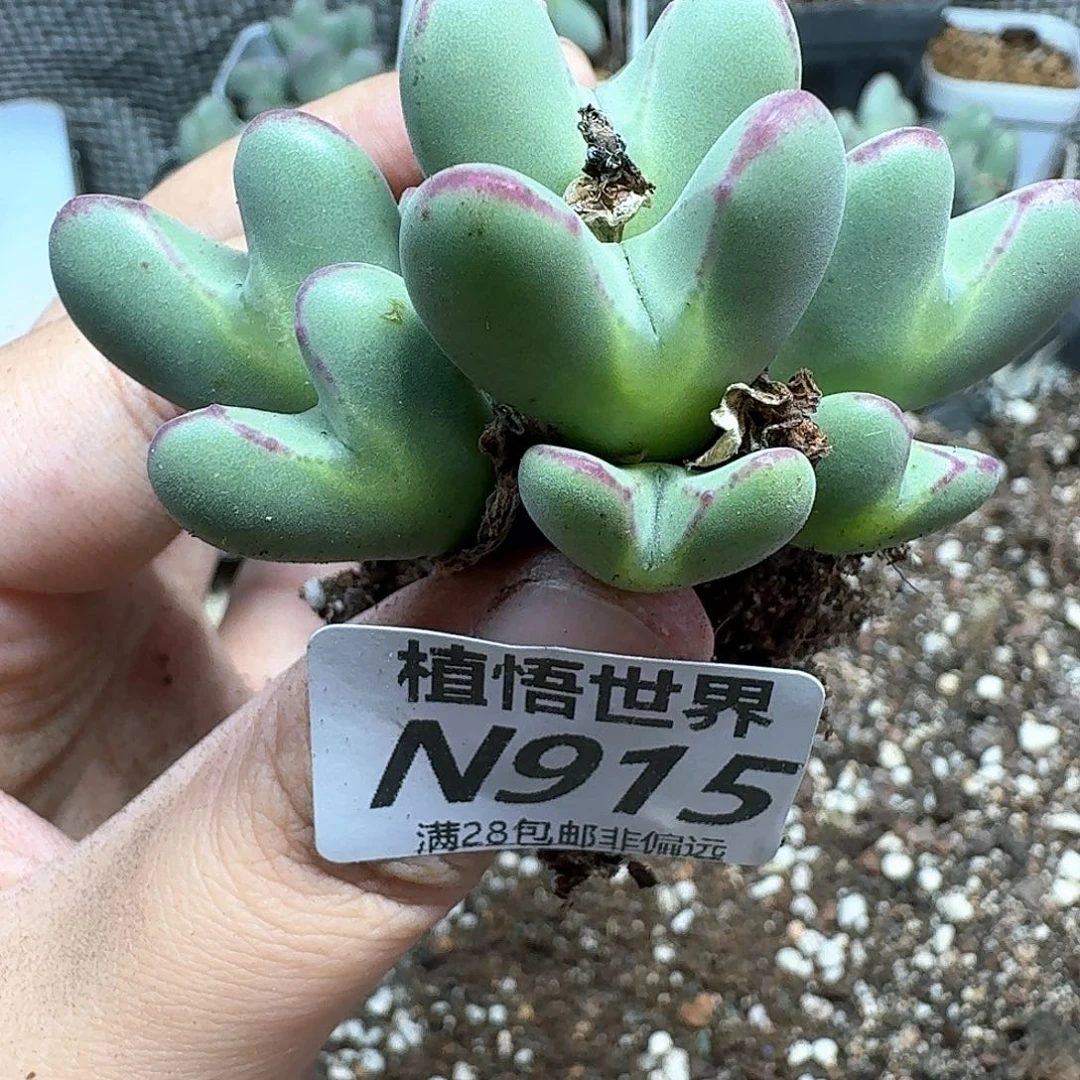 多肉植物的润泽尺寸g