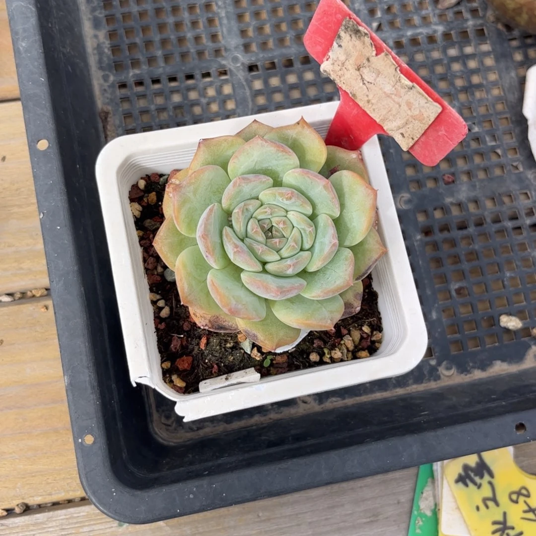 R***n多肉植物111111111111