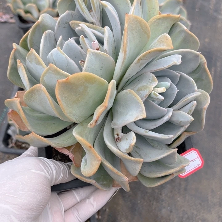 鱼*~雪特一颗140盆