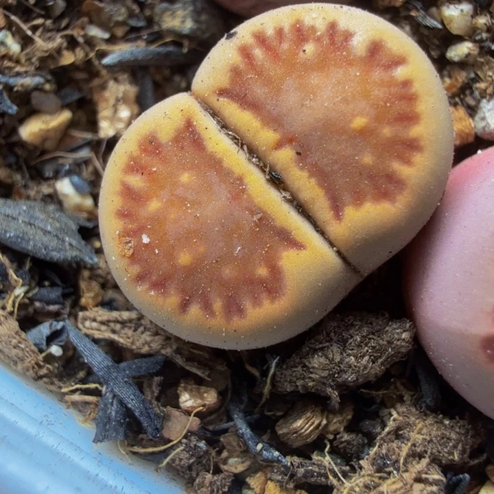 A***a多肉植物的生长发育49