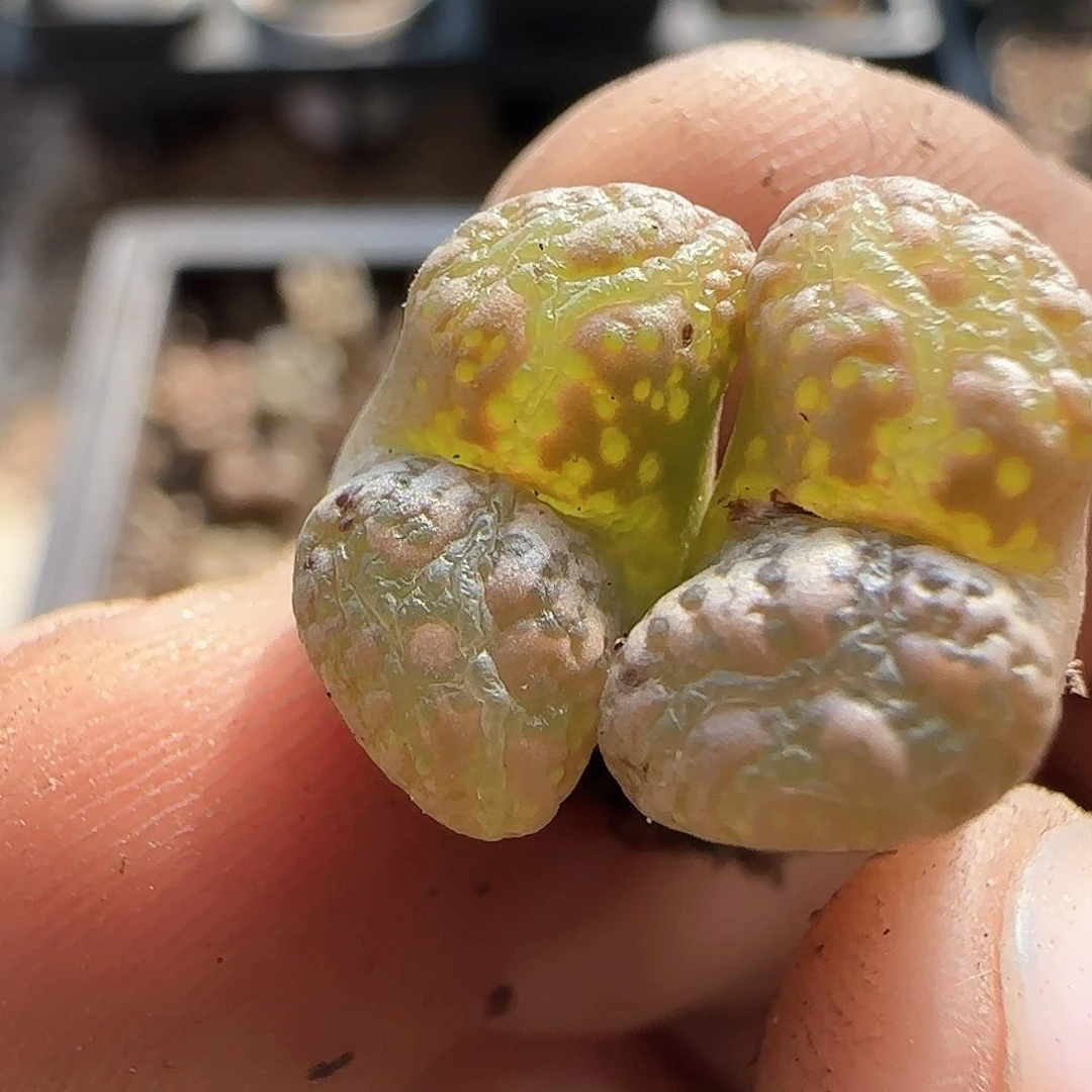 佰**柜年后脱土发货23812