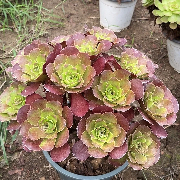 多肉植物瑰金玫瑰10号