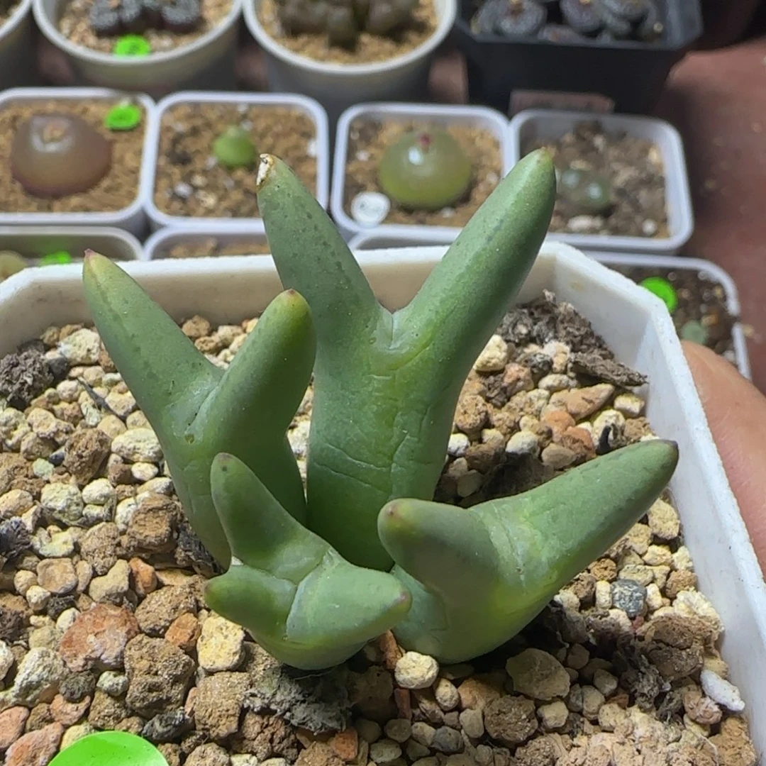 皮卡丘群奔驰头多肉植物446