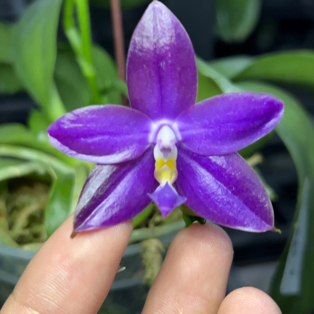 完全开放l100三寸ys1230