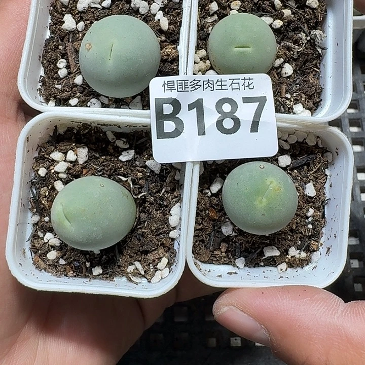 *****187 多肉植物多肉植物