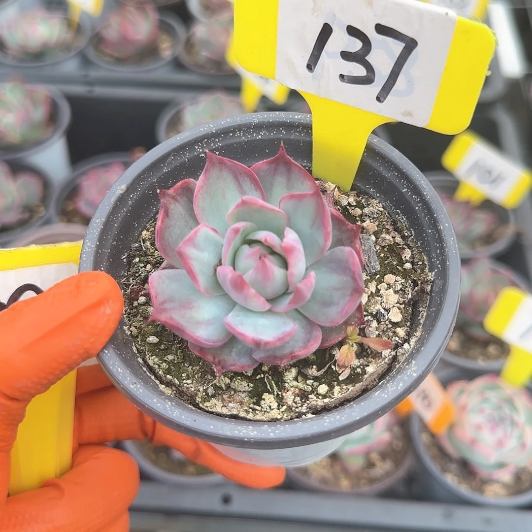 大**蹄137惊鸿单头多肉