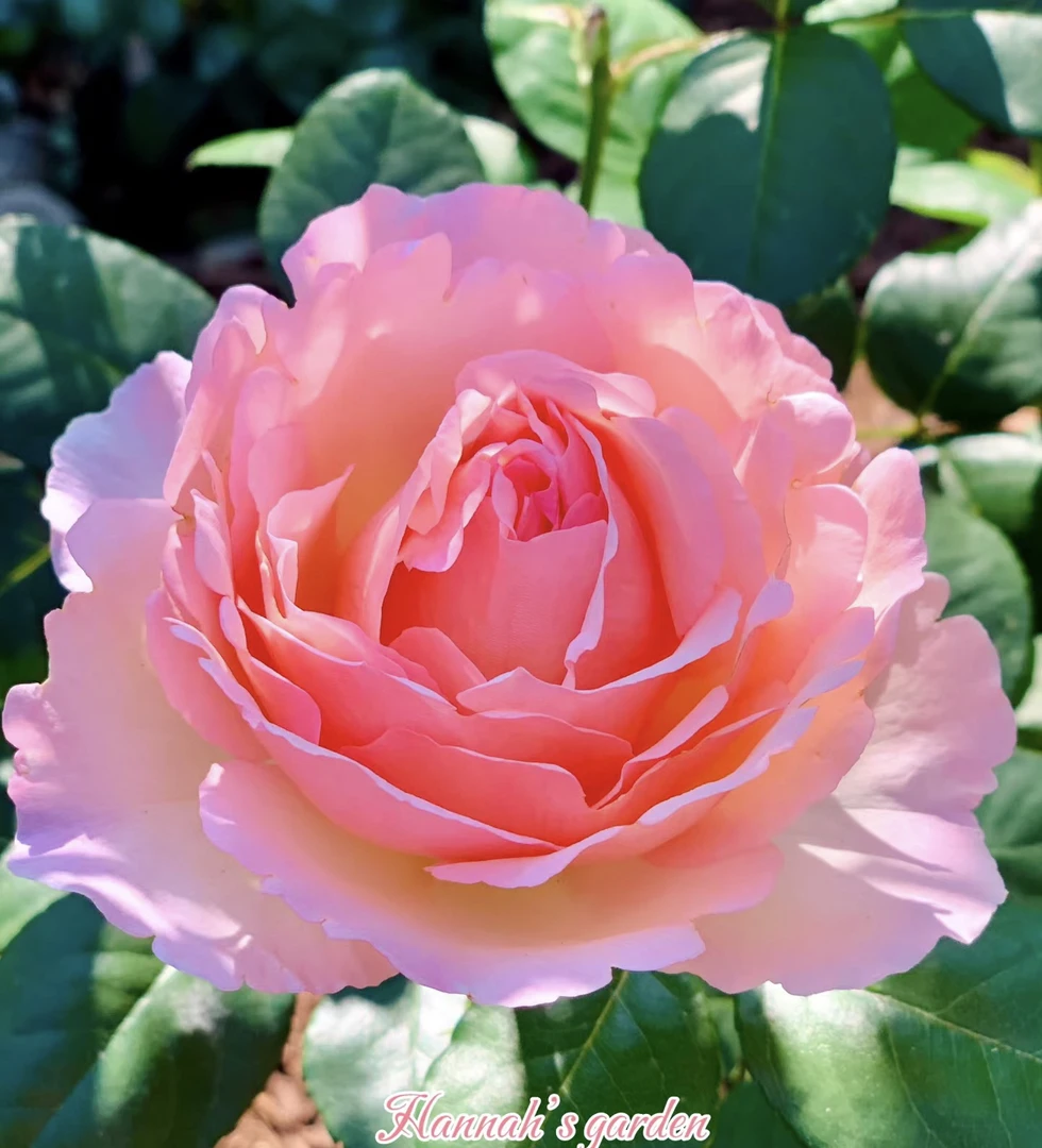 【夏琳王妃 】四季开花浓香月季玫瑰 阳台大花勤花灌木不垂头耐晒