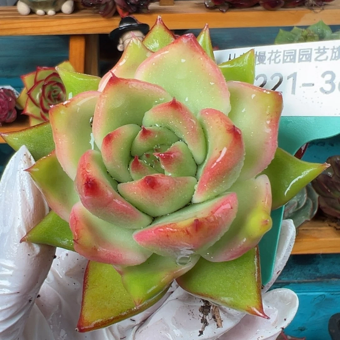 从前慢多肉精选编号0221.361