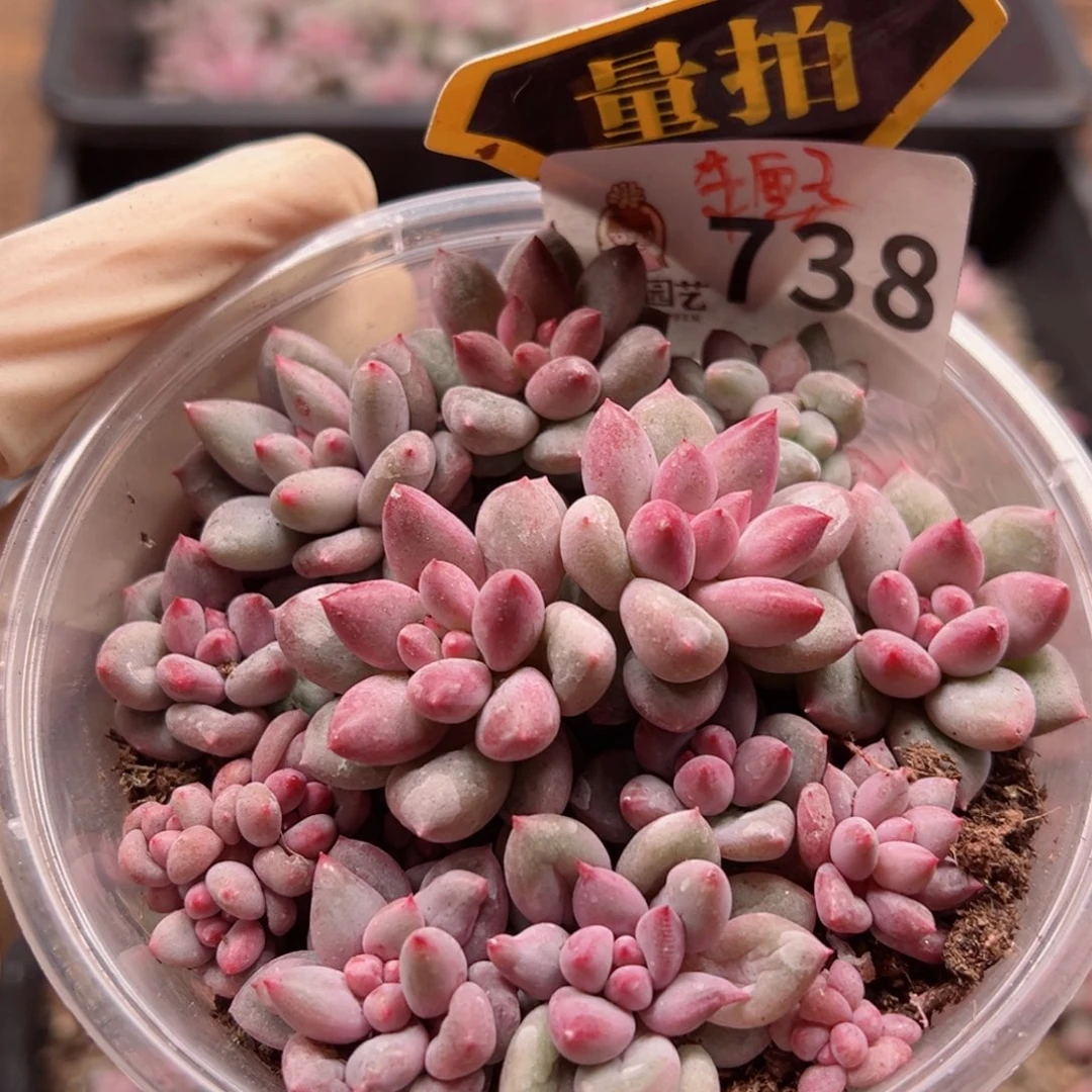 多肉植物多肉植物