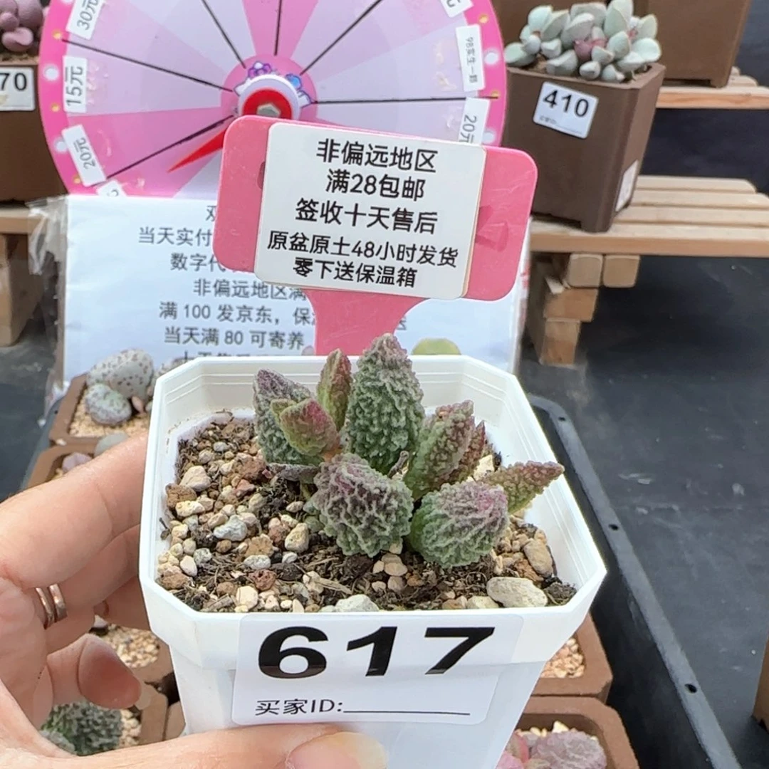 617苍空多肉植物