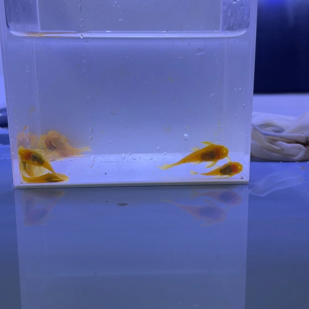 孔雀鱼胡子十条开箱视频报损
